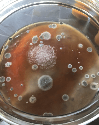 Scoby Mold
