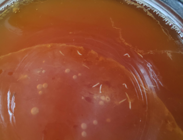 fruit fly larvae on top of scoby